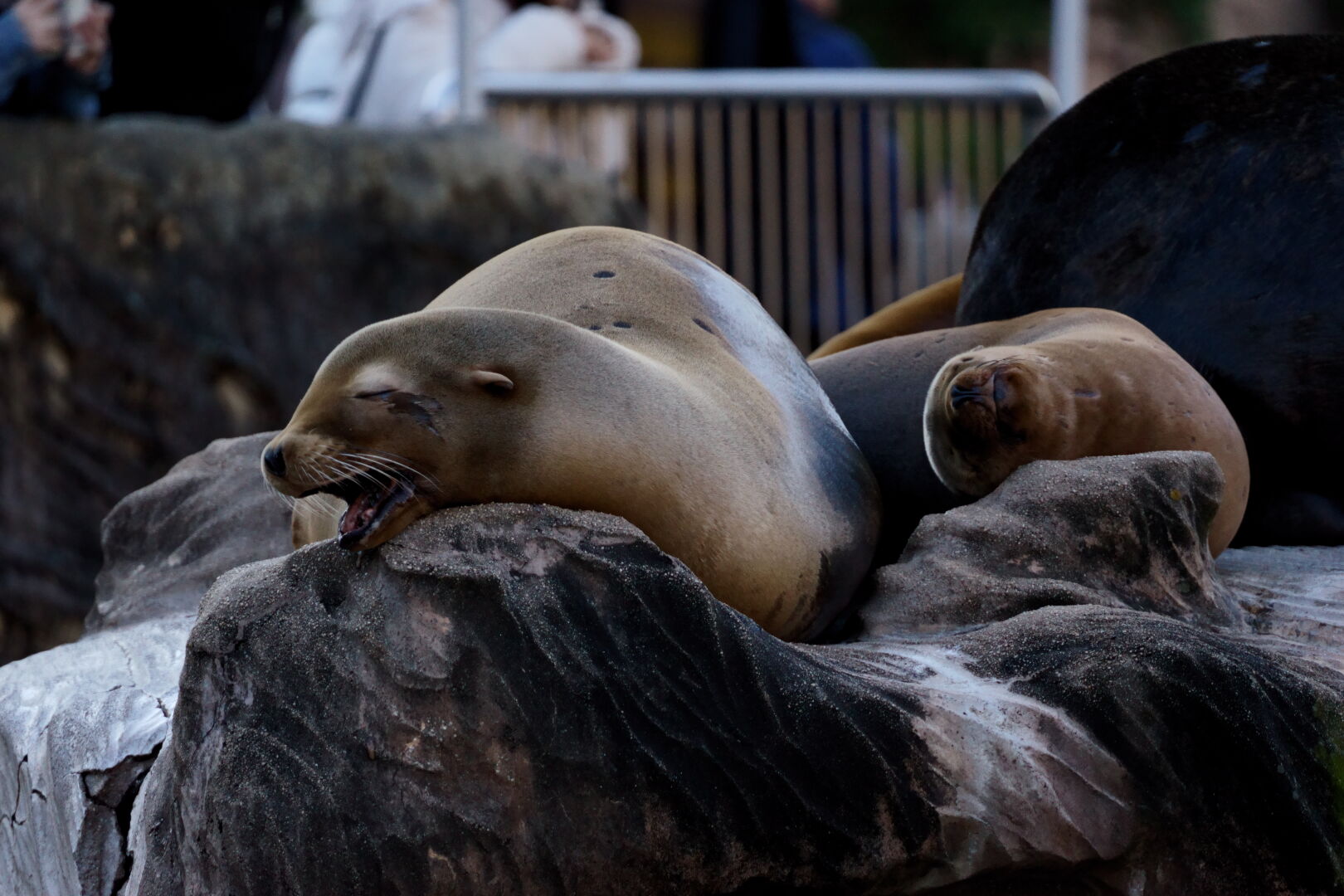 SIGMA Contemporary 100-400mm F5-6.3 DGDN