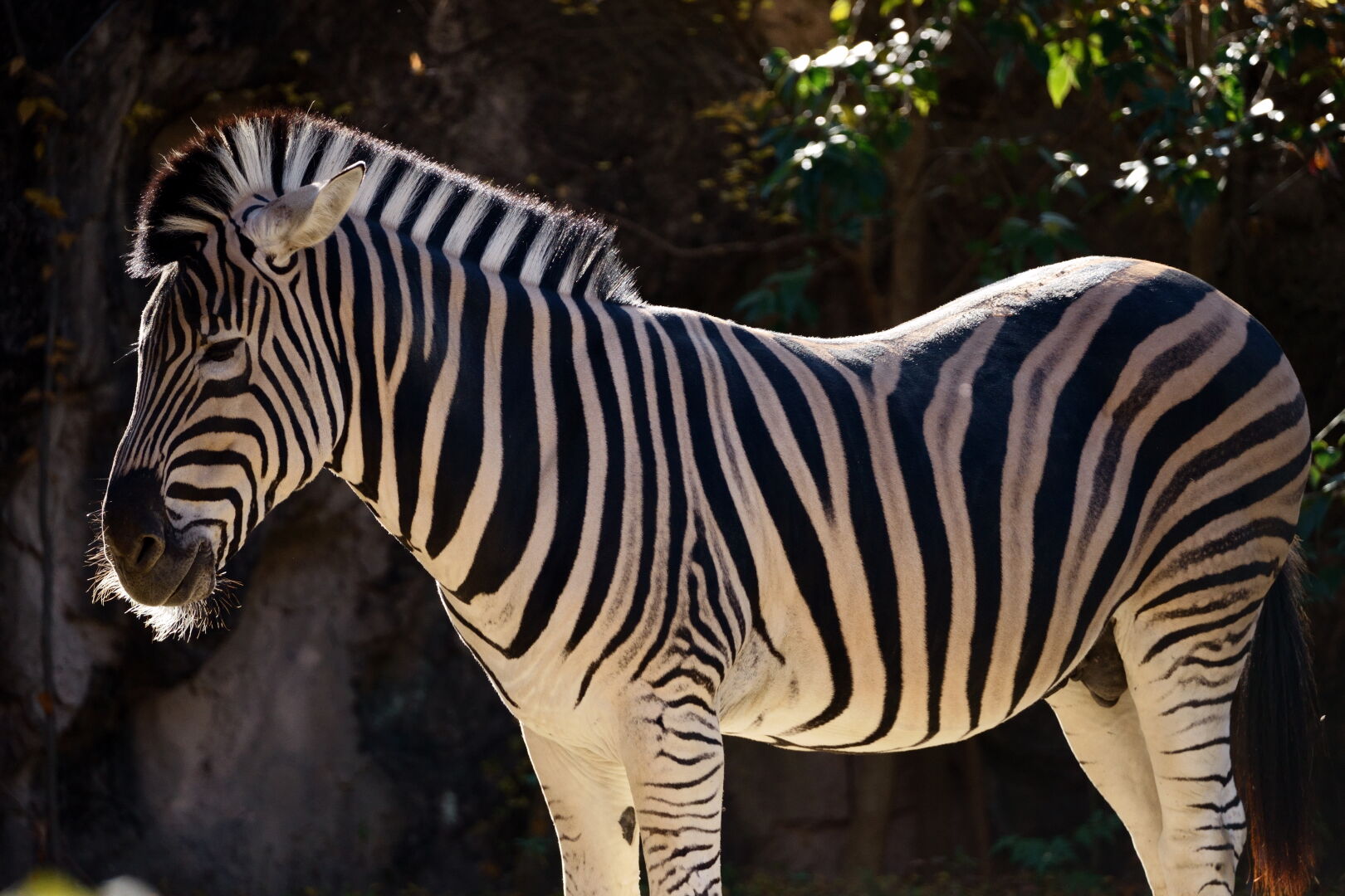 SIGMA Contemporary 100-400mm F5-6.3 DGDN