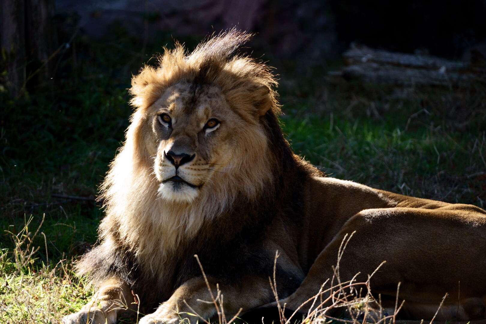 SIGMA Contemporary 100-400mm F5-6.3 DGDN