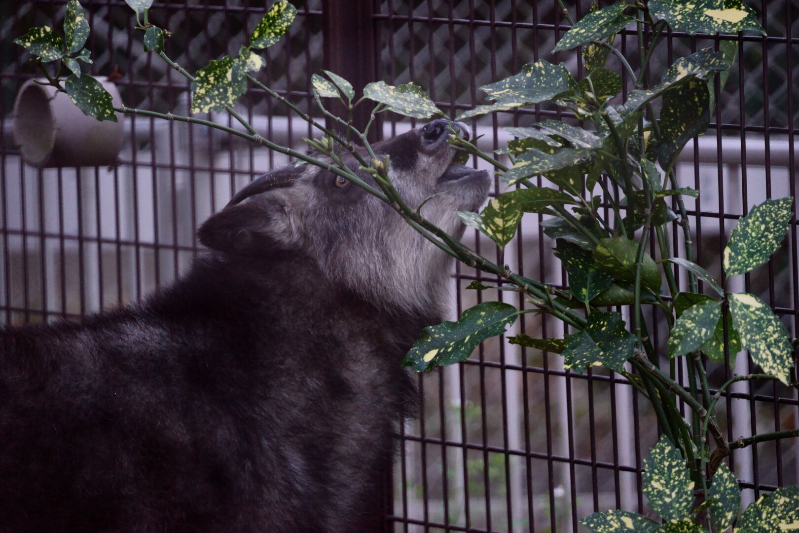 SIGMA Contemporary 100-400mm F5-6.3 DGDN