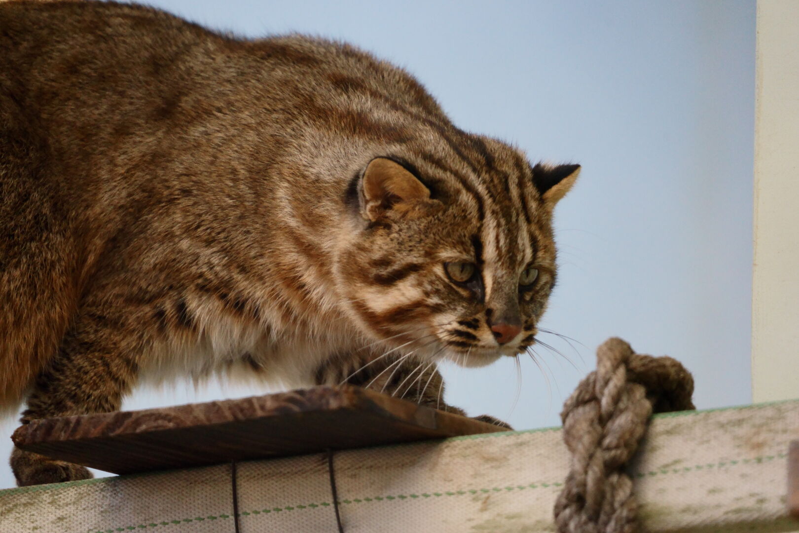 SIGMA Contemporary 100-400mm F5-6.3 DGDN