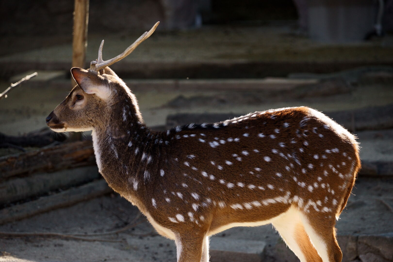 SIGMA Contemporary 100-400mm F5-6.3 DGDN