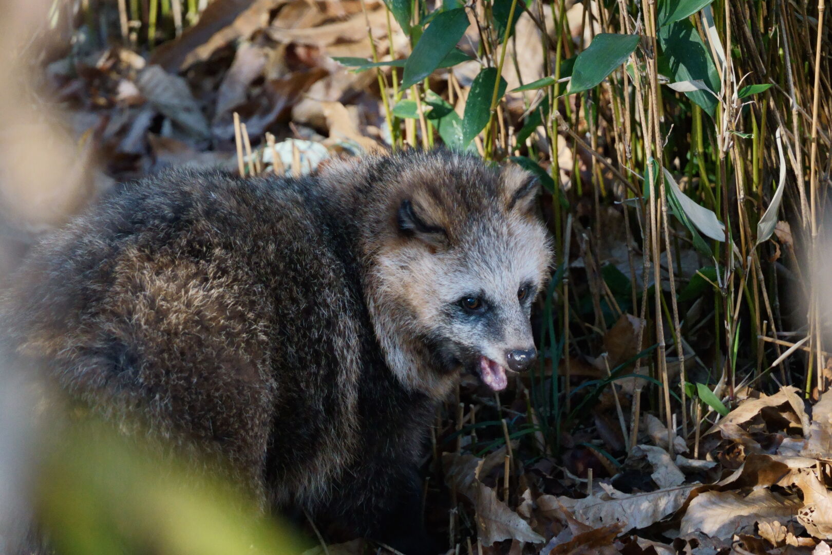 SIGMA Contemporary 100-400mm F5-6.3 DGDN