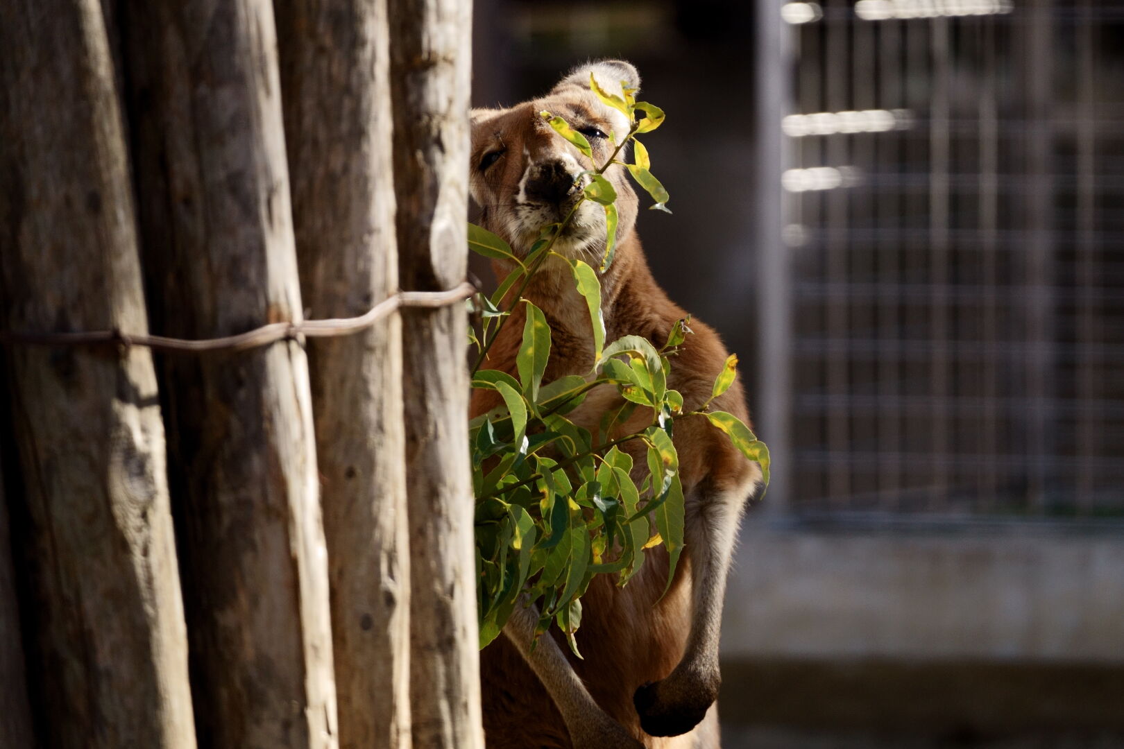 SIGMA Contemporary 100-400mm F5-6.3 DGDN