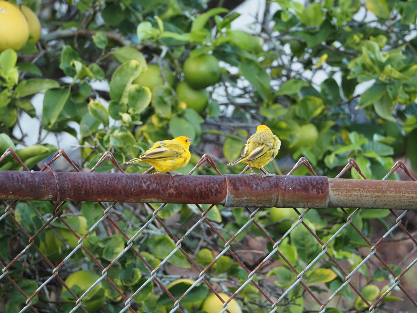 金網の上端に2羽の小鳥がとまっている
