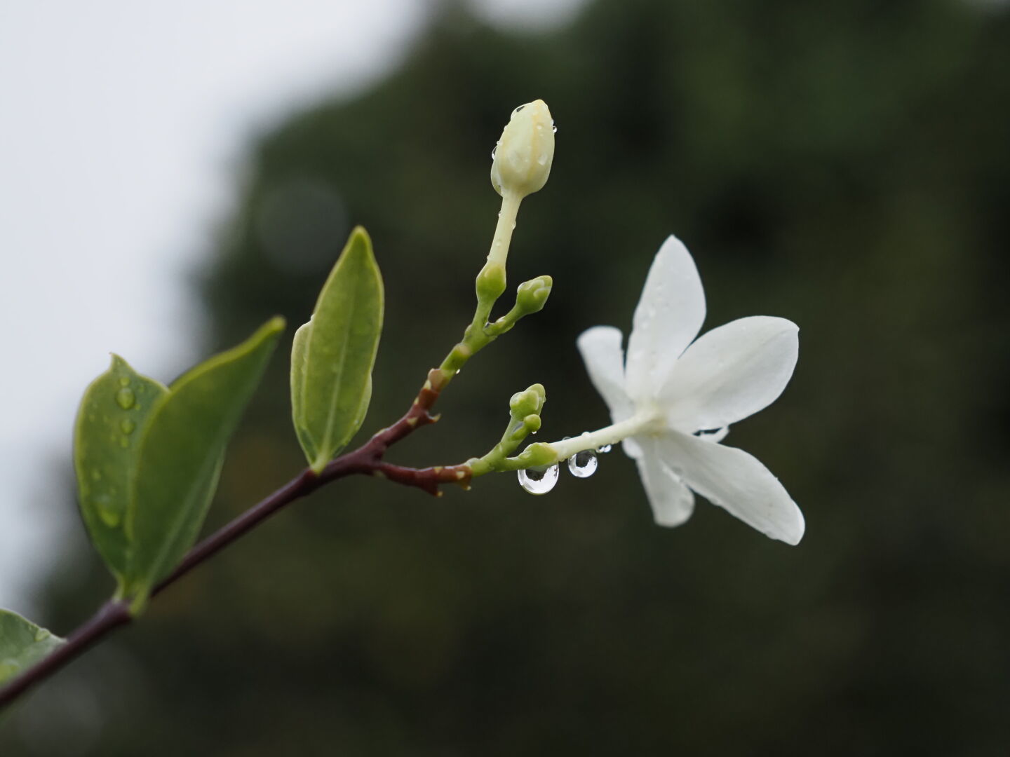 白い花の軸に大小の水滴が付いている