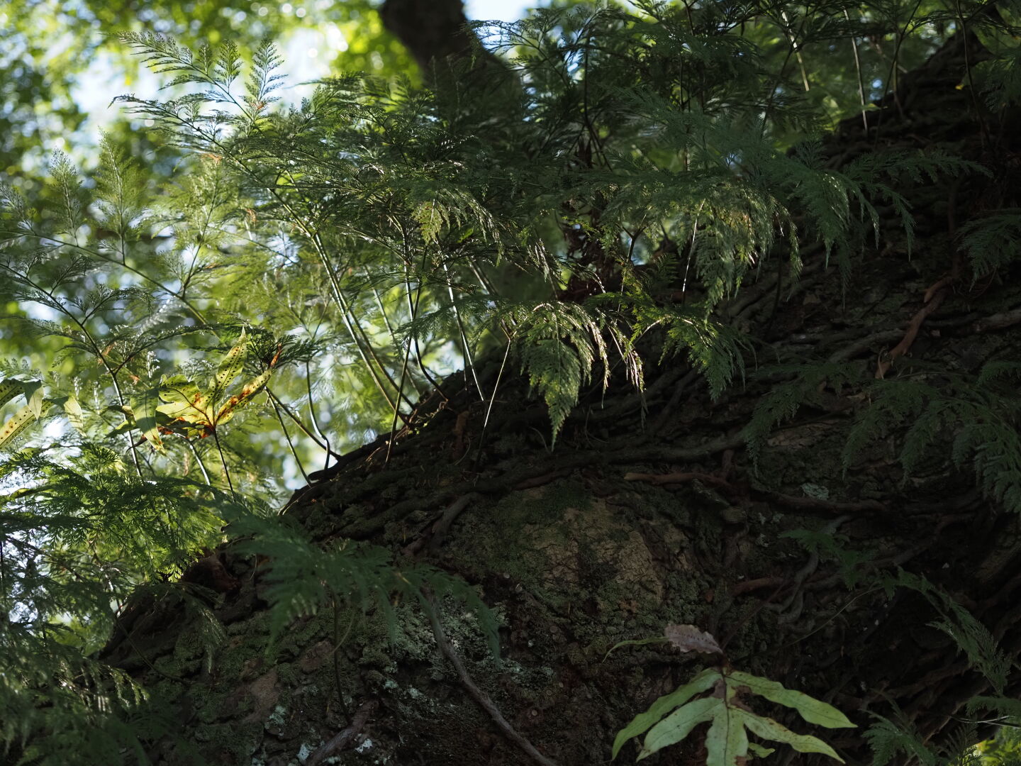 木の幹の上でやどり木が朝日を受けている