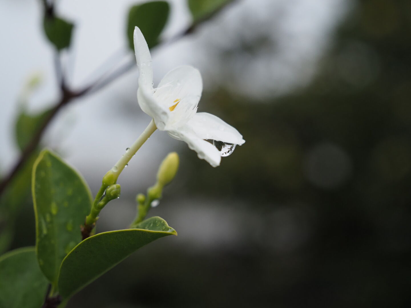 白い花の花弁に水滴が付いている