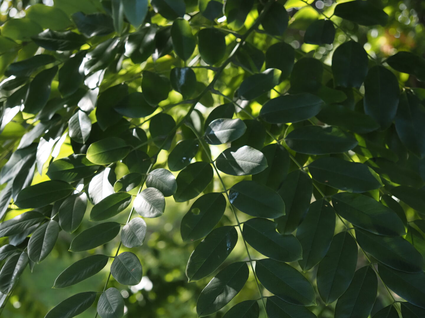 朝日を受ける丸い葉