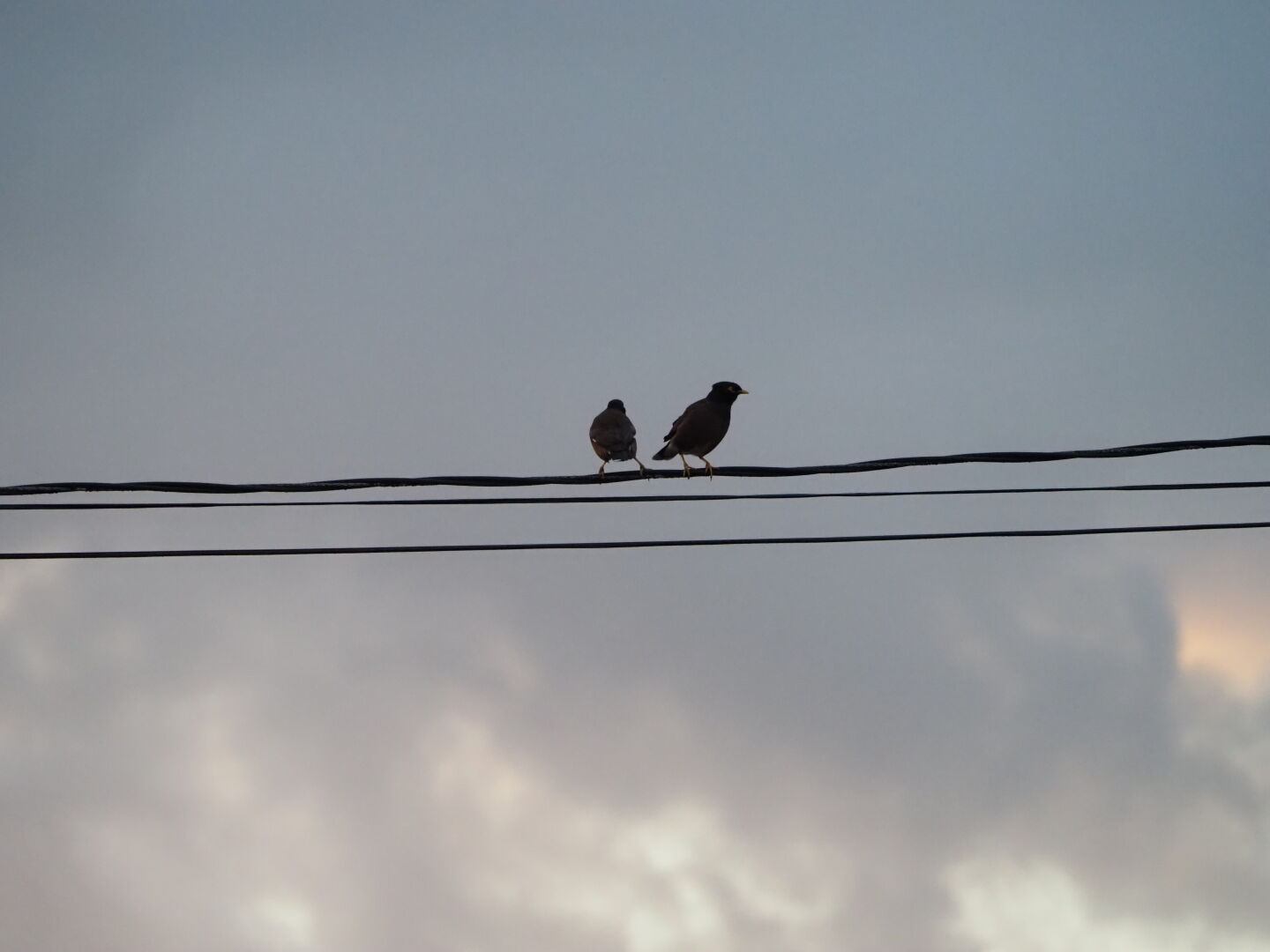 電線に2羽のマイナバードがとまっている写真